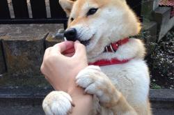 开云体育在线-红白风暴席卷蓝色浪潮，当法国铁蹄遇上东方壁垒，一个异乡人的火焰在别处燃烧