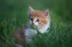 开云体育入口-跨界密码，萨内穿云箭战术如何让乌克兰打穿巴拉圭防线的地缘隐喻