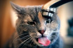 开云体育登录-东决关键战之夜，绝境之中，莱奥的星辰时刻