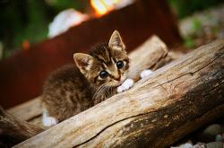 开云体育APP下载-球场上的两种神迹，精密战术与孤胆英雄的交响