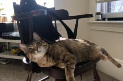 开云体育-极速与对抗，当F1引擎轰鸣篮球馆，雷霆以科技风暴全面压制上海