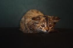 开云体育app-小人物击碎巨人，迪亚斯单骑破局，莱比锡红牛宣告拜仁王朝黄昏？