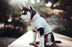 开云体育APP下载-克瓦拉茨赫利亚魔幻舞步撕裂防线，威尔士的无解难题与一场0-3的冰冷答案