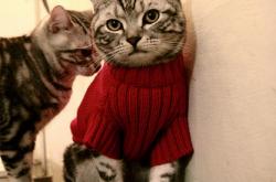 开云体育登录-不是偶然的救赎，克莱·汤普森爆发之夜，骑士以团队之名提前终结悬念