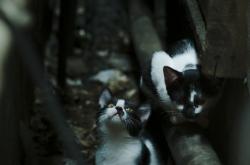 开云体育平台APP-活塞打穿火箭，家族叛徒拉梅洛成为关键先生，一夜间摧毁两条血脉