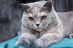 开云体育官网-德意志战车浴血拼杀，托马斯·穆勒的绿茵点睛之笔