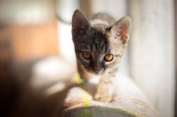 开云体育登录-奥运周期关键战之夜，哈登的篮球双重升维