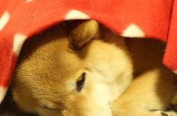 开云体育中国-马克西闪耀洛城！火箭升空击沉快船，新一代巨星正名之战