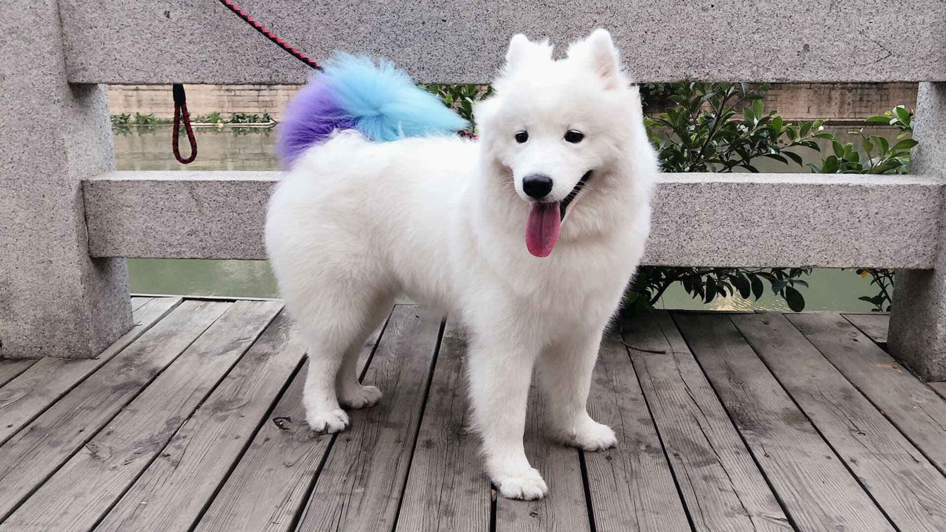 逆转之夜，当永恒之城遇见高卢雄鸡