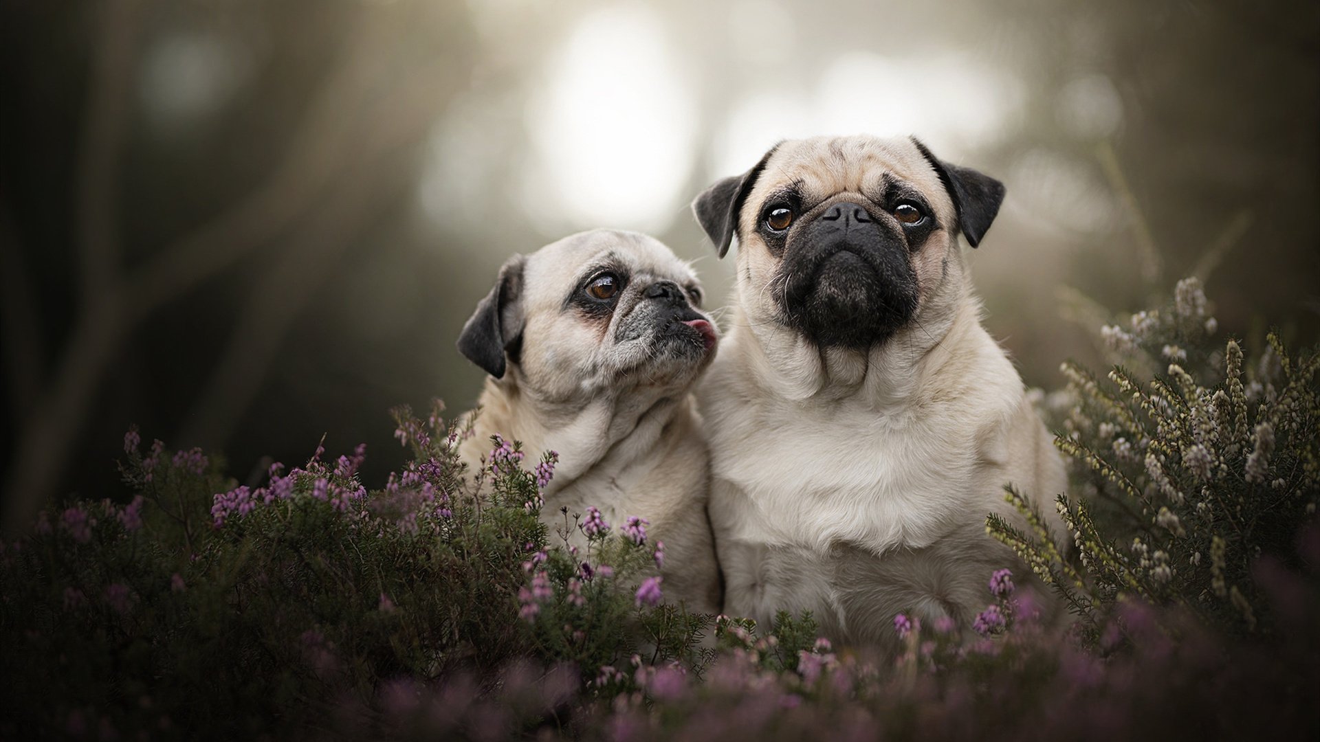 冰与火之歌，桃田贤斗的无声纪录与印尼队的热血绝杀