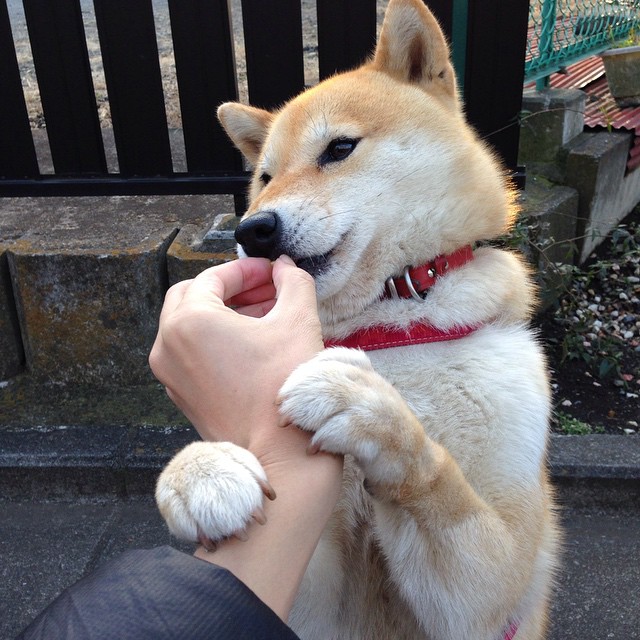 红白风暴席卷蓝色浪潮，当法国铁蹄遇上东方壁垒，一个异乡人的火焰在别处燃烧