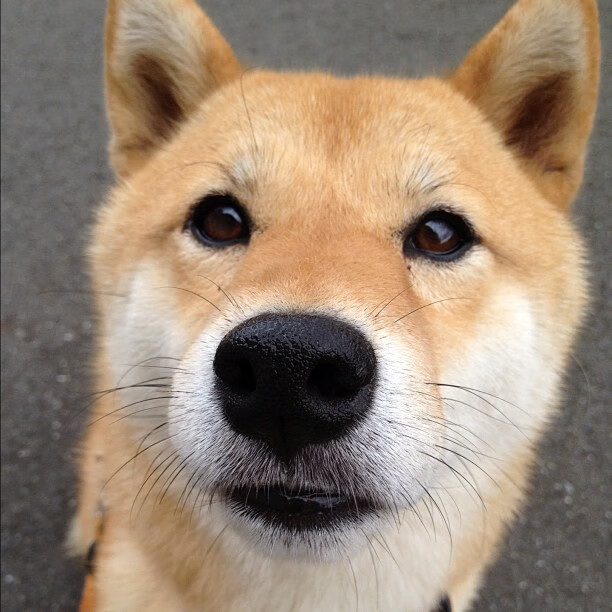 当航天科技碾压马车时代，雷诺的精准打击与塞恩斯的历史级表演