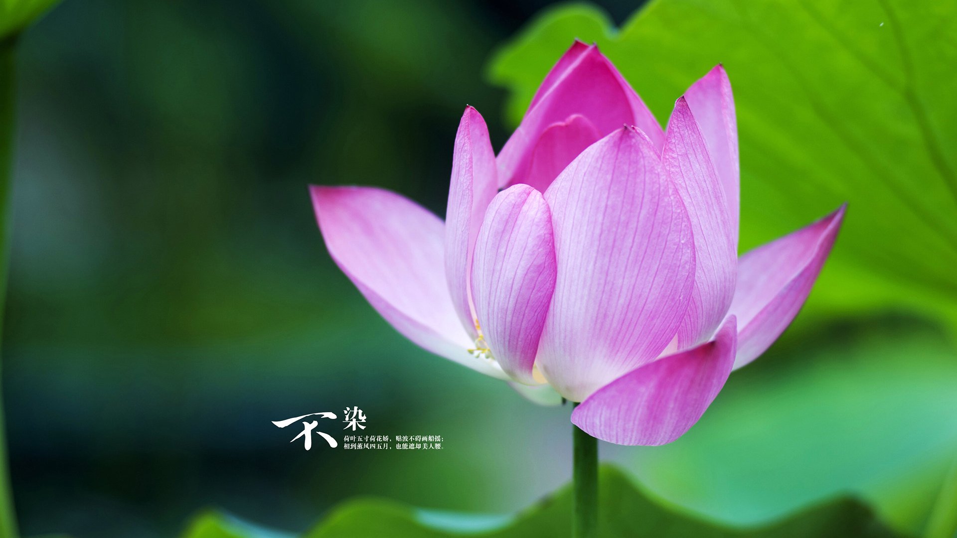 年度焦点之战之夜，锡安·威廉姆森领袖之力点燃胜利火焰