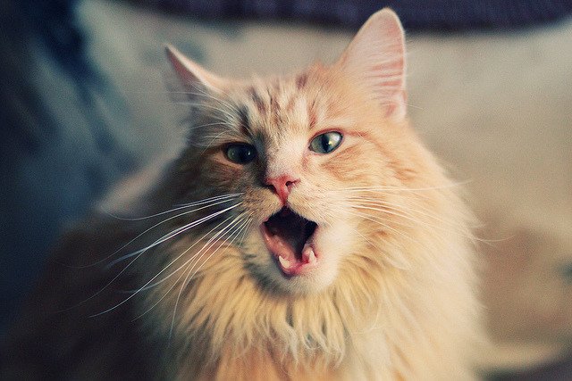 当东方巨龙遭遇西方巨兽，戈贝尔关键时刻的钢铁意志