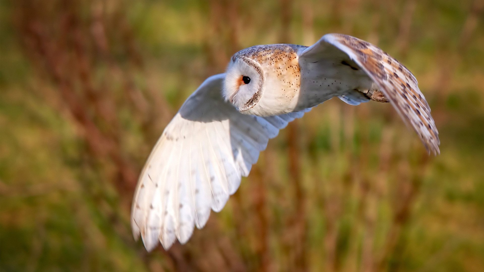 唯一性的荣耀,亚特兰大历史性横扫加纳,皮克化身关键先生书写传奇