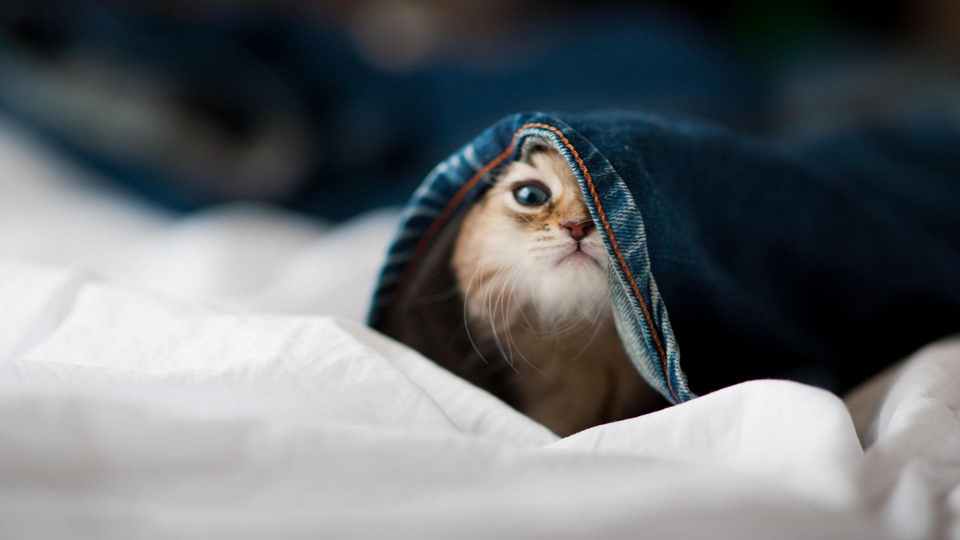 跨界英雄，NBA总决赛之夜，梅西如何成为终极胜负手