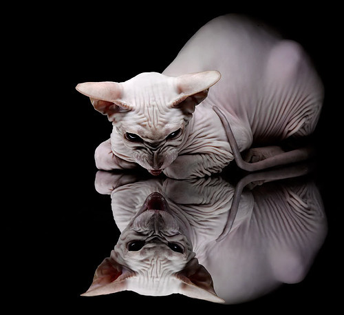 跨界烽烟，当猛龙翅影掠过深圳湾，拉梅洛魔术点燃未知对决