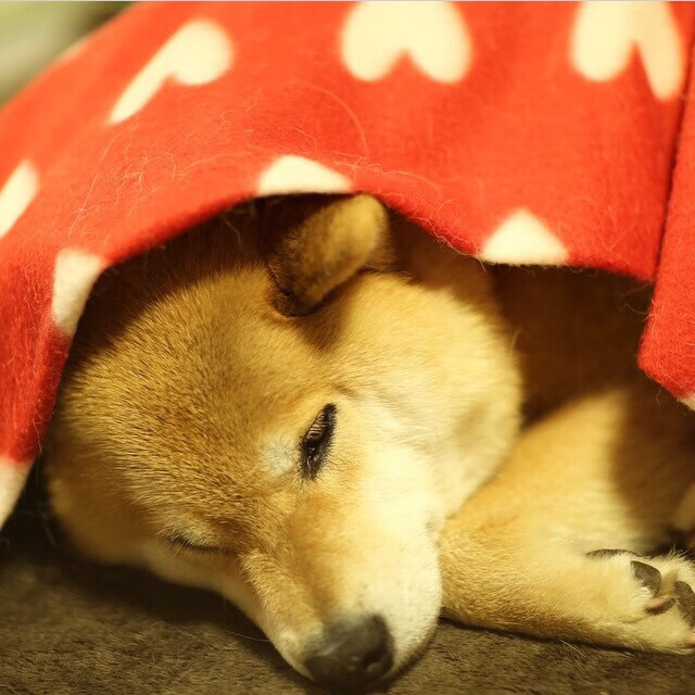 当黄土高原遇见好莱坞，山西队与快船冰火之战，利拉德75分铸就唯一里程碑