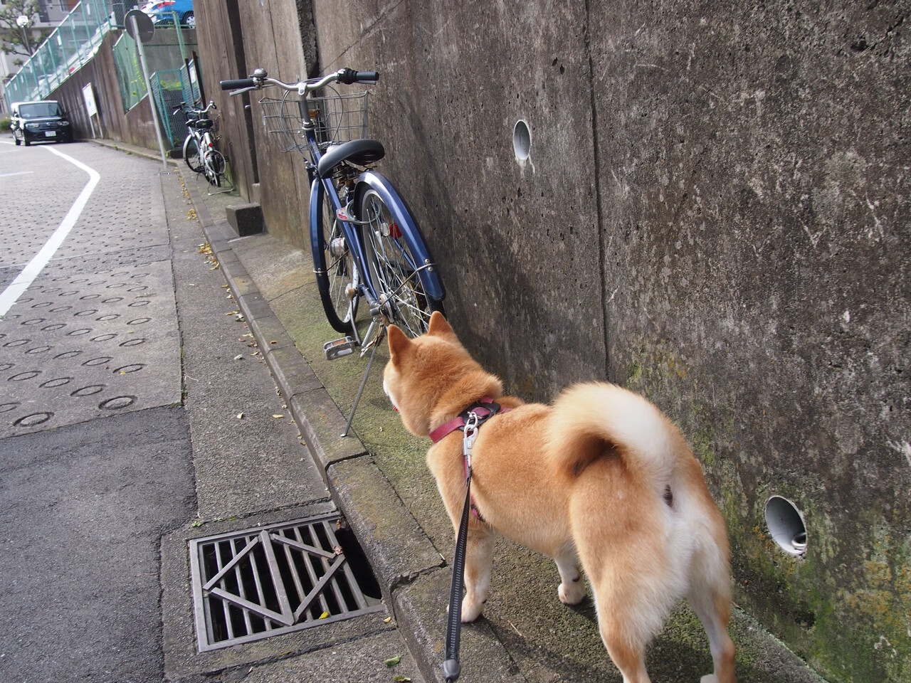 莫兰特爆发助尼克斯硬仗取胜山西队