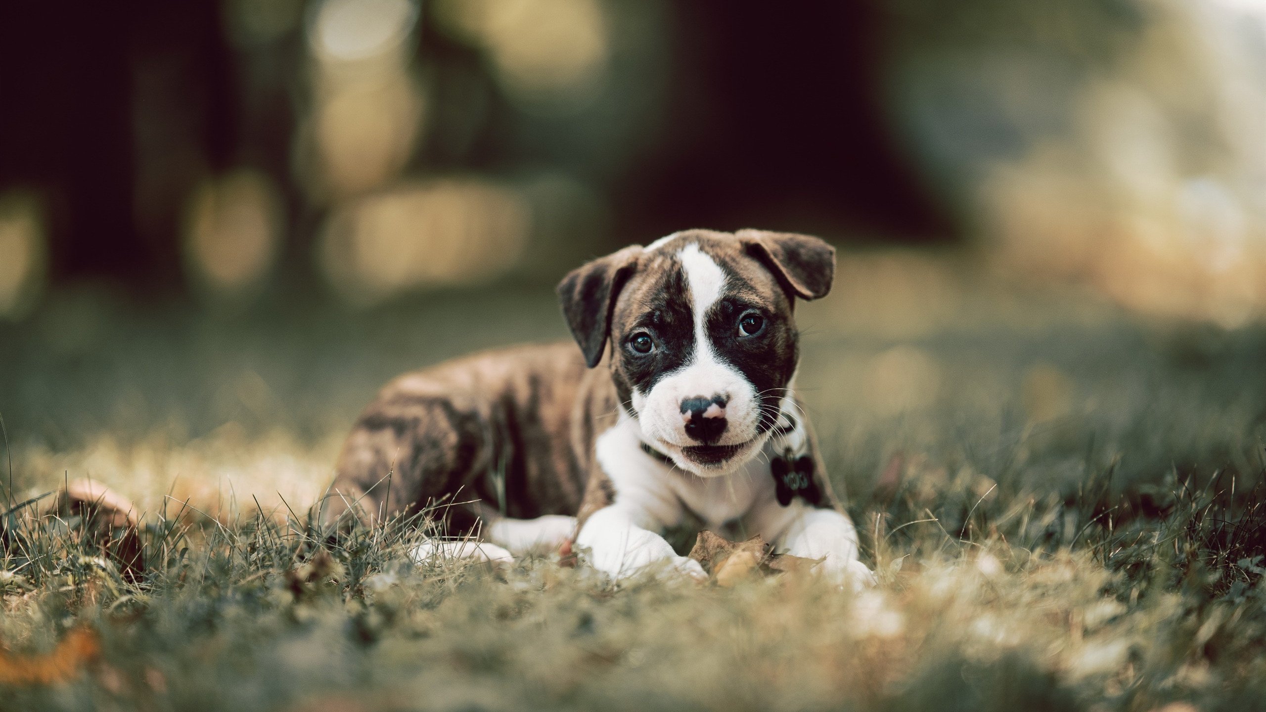 关键先生再度降临！伦纳德导演逆转好戏，快船撕碎奇才翻盘美梦