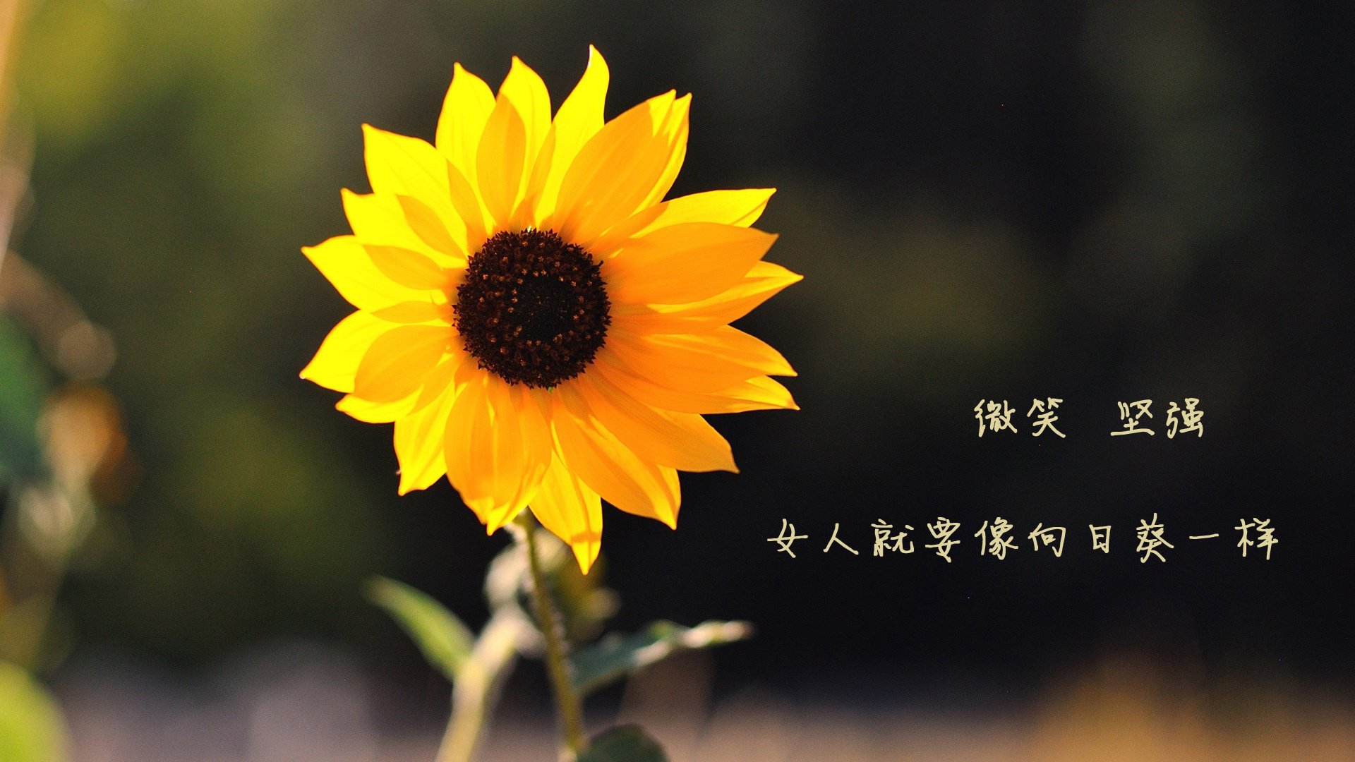 当南美狂飙遇上亚平宁优雅,范戴克如何成为厄瓜多尔力克佛罗伦萨的关键先生?