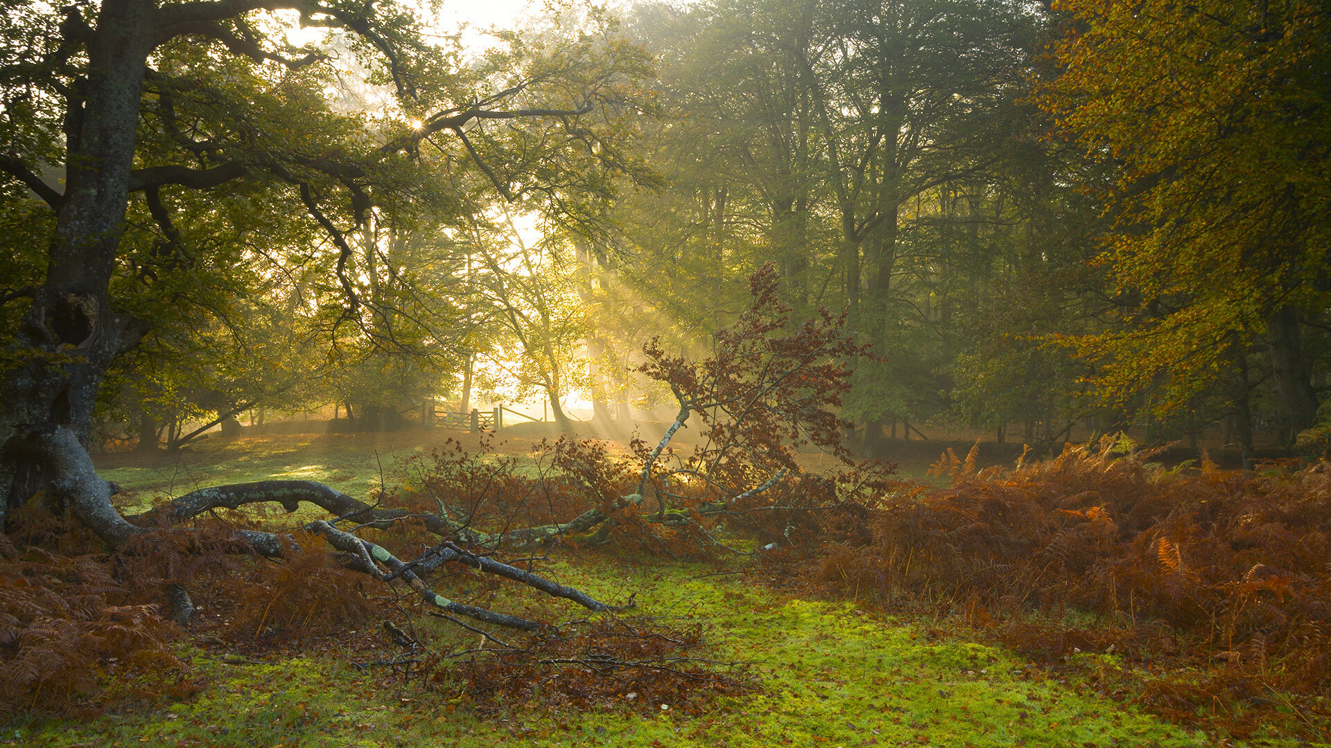 大卫的弓与巨人的盾,当上海队一波带走湖人,西亚卡姆在国家德比接管战场