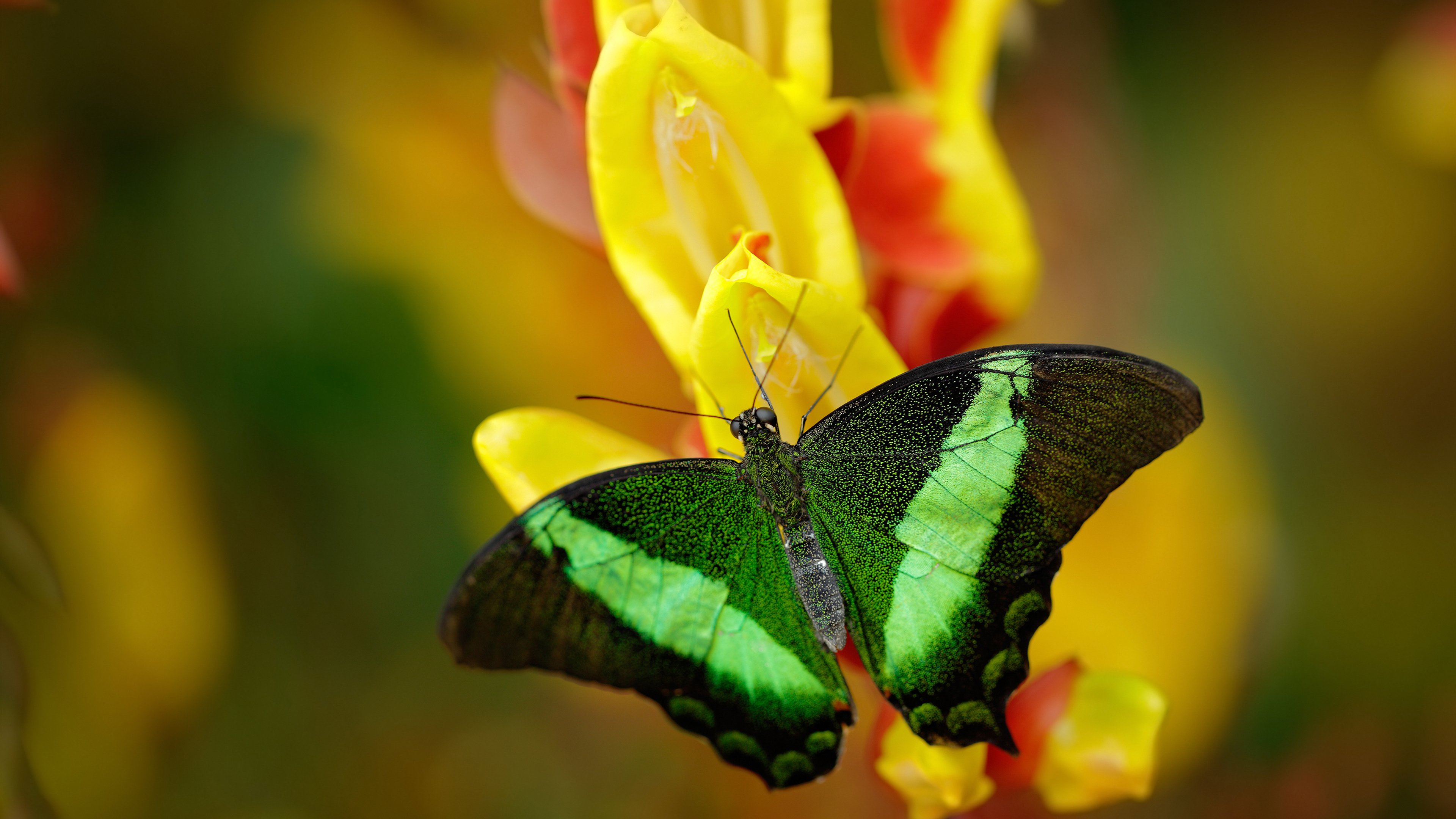 凛冬鏖战，卡瓦哈尔的致命一击