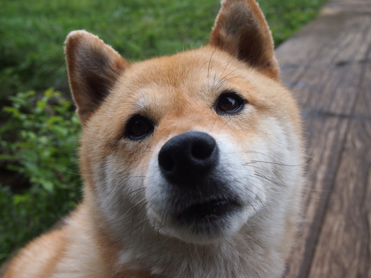 特奥制胜一击！埃及关键战突围洪都拉斯，全场最佳无争议