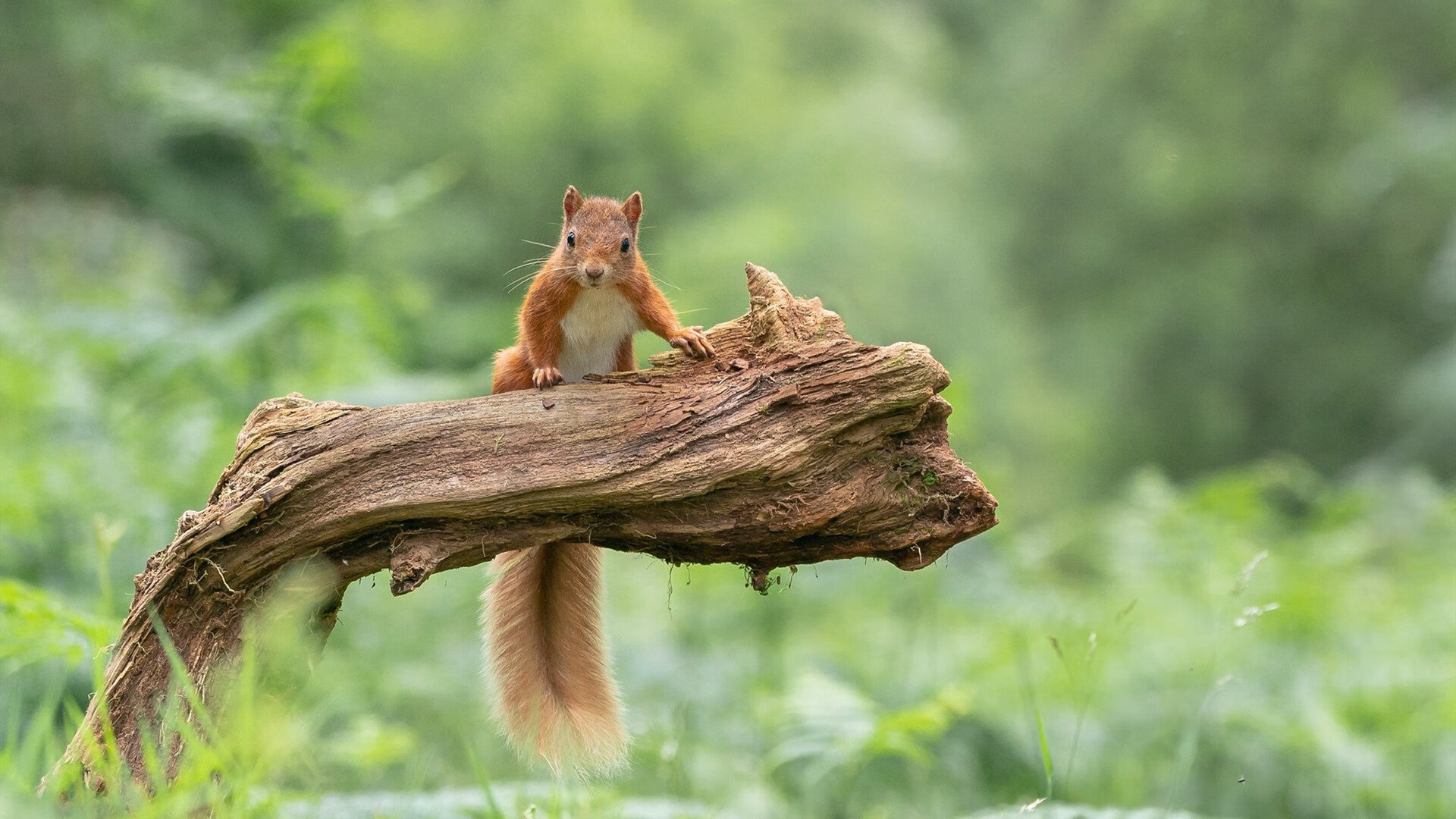 平行宇宙的逆袭,当新疆队击溃独行侠,杰伦·格林在东决关键战接管比赛