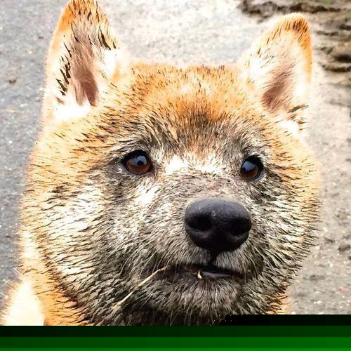 唯一性的齿轮，当京多安爆发与皇家社会的一波带走在平行时空中共振