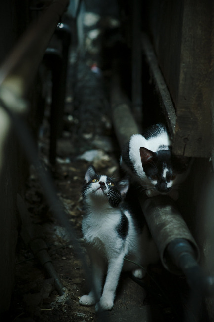 活塞打穿火箭,家族叛徒拉梅洛成为关键先生,一夜间摧毁两条血脉