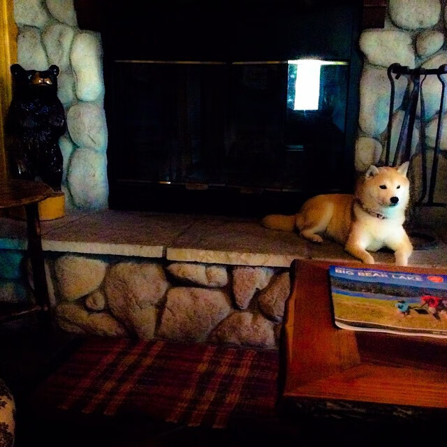 德甲争冠战之夜，哈兰德生涯之星的璀璨绽放