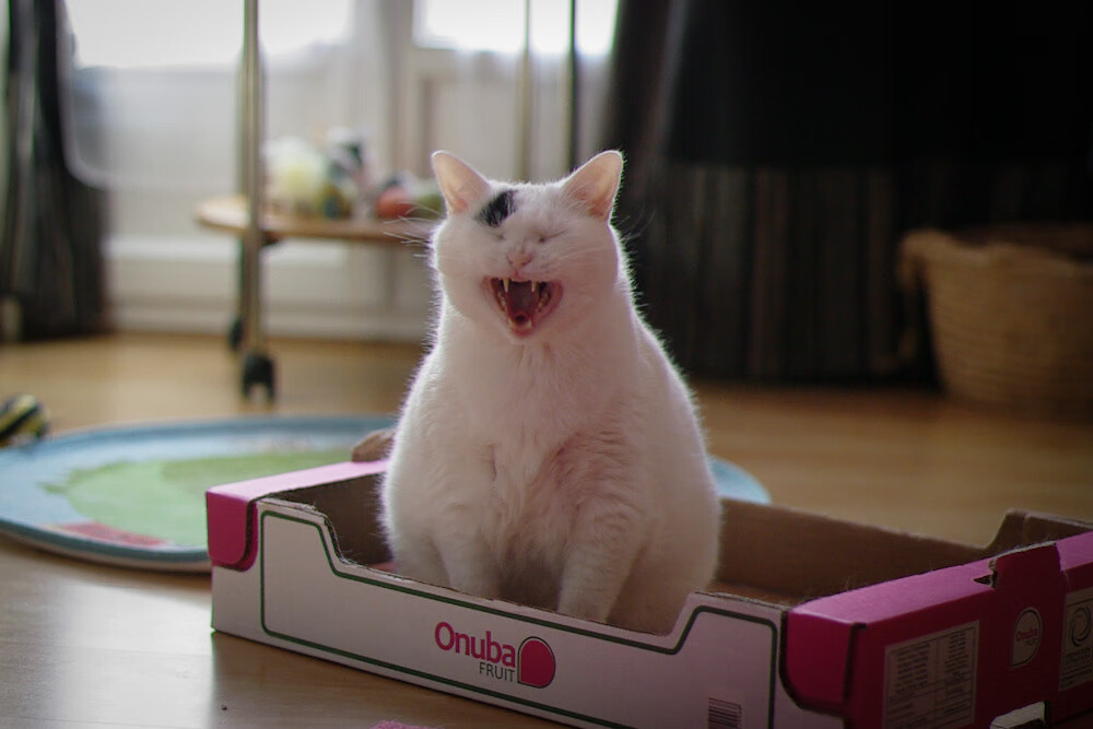 火山与冰川之间，迪亚斯那簇永不熄灭的火种